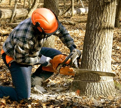 Tree Removal in Plantersville, MS